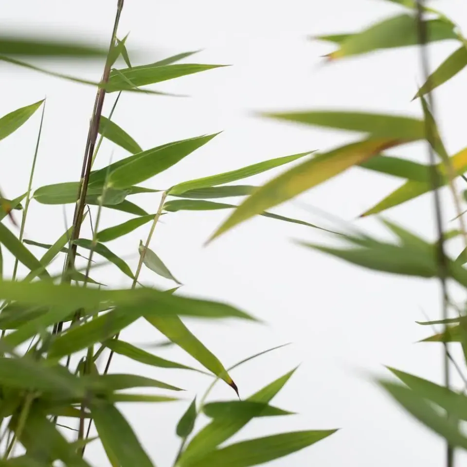 Plant in a Box Bamboe - Set van 12 - Fargesia nitida 'Red Dragon' - Hoogte 50-70cm - ⌀17cm Sale