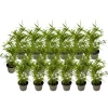 Plant in a Box Bamboe - Set van 18 - Fargesia nitida 'Black Dragon' - Hoogte 25-40cm - ⌀14cm Hot