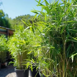 Plant in a Box Bamboe - Set van 18 - Fargesia nitida 'Black Dragon' - Hoogte 25-40cm - ⌀14cm Hot