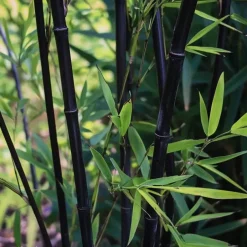 Plant in a Box Bamboe - Set van 18 - Fargesia nitida 'Black Dragon' - Hoogte 25-40cm - ⌀14cm Hot