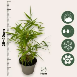 Plant in a Box Bamboe - Set van 18 - Fargesia nitida 'Black Dragon' - Hoogte 25-40cm - ⌀14cm Hot