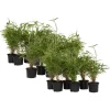 Plant in a Box Bamboe - Set van 18 - Fargesia rufa - Hoogte 25-40cm - ⌀13cm Clearance