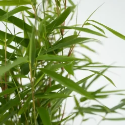 Plant in a Box Bamboe - Set van 18 - Fargesia rufa - Hoogte 25-40cm - ⌀13cm Clearance