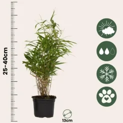 Plant in a Box Bamboe - Set van 18 - Fargesia rufa - Hoogte 25-40cm - ⌀13cm Clearance