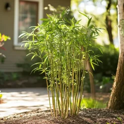 Plant in a Box Bamboe - Set van 18 - Fargesia rufa - Hoogte 25-40cm - ⌀13cm Clearance