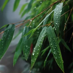 Plant in a Box Bamboe - Set van 18 - Fargesia rufa - Hoogte 25-40cm - ⌀13cm Clearance