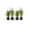 Plant in a Box Bamboe - Set van 4 - Fargesia nitida 'Red Dragon' - Hoogte 50-70cm - ⌀17cm