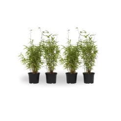 Plant in a Box Bamboe - Set van 4 - Fargesia nitida 'Red Dragon' - Hoogte 50-70cm - ⌀17cm
