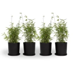 Plant in a Box Bamboe - Set van 4 - Fargesia nitida 'Red Dragon' - Hoogte 50-70cm - ⌀17cm
