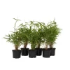 Plant in a Box Bamboe - Set van 6 - Fargesia rufa - Hoogte 25-40cm - ⌀13cm Online