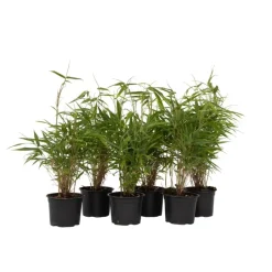 Plant in a Box Bamboe - Set van 6 - Fargesia rufa - Hoogte 25-40cm - ⌀13cm Online