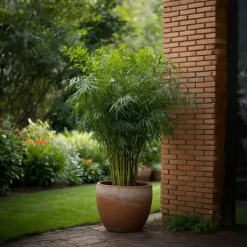 Plant in a Box Bamboe - Set van 6 - Fargesia rufa - Hoogte 25-40cm - ⌀13cm Online