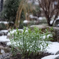 Plant in a Box Bamboe - Set van 6 - Fargesia rufa - Hoogte 25-40cm - ⌀13cm Online