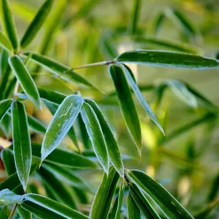 Plant in a Box Bamboe - Set van 6 - Fargesia rufa - Hoogte 25-40cm - ⌀13cm Online