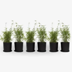 Plant in a Box Bamboe - Set van 6 - Fargesia nitida 'Red Dragon' - Hoogte 50-70cm - ⌀17cm Online