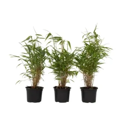 Plant in a Box Bamboe - Set van 3 - Fargesia rufa - Hoogte 25-40cm - ⌀13cm New