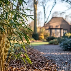 Plant in a Box Bamboe - Set van 3 - Fargesia rufa - Hoogte 25-40cm - ⌀13cm New