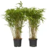 Plant in a Box Bamboe - Set van 2 - Fargesia nitida 'Gansu' - Hoogte 50-70cm - ⌀17cm Discount