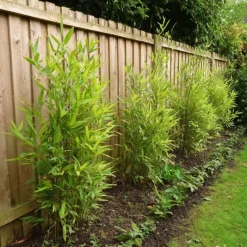 Plant in a Box Bamboe - Set van 2 - Fargesia nitida 'Gansu' - Hoogte 50-70cm - ⌀17cm Discount