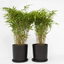 Plant in a Box Bamboe - Set van 4 - Fargesia nitida 'Gansu' - Hoogte 50-70cm - ⌀17cm Hot