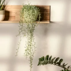 Plant in a Box Bananenketting - Set van 2 - Senecio radicans - Hoogte 10-20cm - ⌀12cm Sale