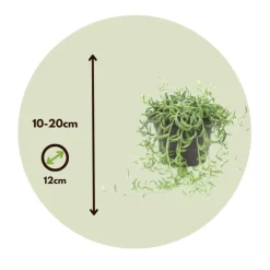 Plant in a Box Bananenketting - Set van 2 - Senecio radicans - Hoogte 10-20cm - ⌀12cm Sale