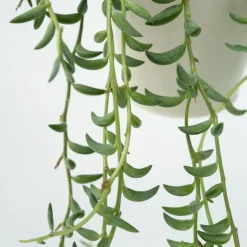 Plant in a Box Bananenketting - Set van 2 - Senecio radicans - Hoogte 10-20cm - ⌀12cm Sale