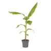 Plant in a Box Bananenplant - Musa basjoo - Hoogte 55-70cm - ⌀21cm Discount
