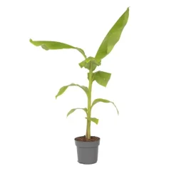 Plant in a Box Bananenplant - Musa basjoo - Hoogte 55-70cm - ⌀21cm Discount