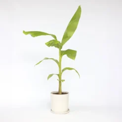 Plant in a Box Bananenplant - Musa basjoo - Hoogte 55-70cm - ⌀21cm Discount