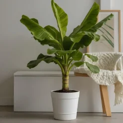 Plant in a Box Bananenplant - Musa basjoo - Hoogte 55-70cm - ⌀21cm Discount