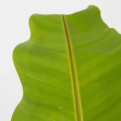 Plant in a Box Bananenplant - Musa basjoo - Hoogte 55-70cm - ⌀21cm Discount