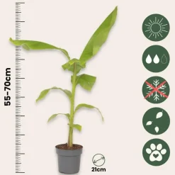 Plant in a Box Bananenplant - Musa basjoo - Hoogte 55-70cm - ⌀21cm Discount