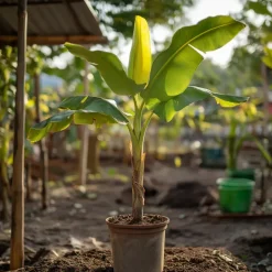 Plant in a Box Bananenplant - Musa basjoo - Hoogte 55-70cm - ⌀21cm Discount
