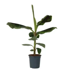 Plant in a Box Bananenplant - Musa 'Dwarf Cavendish' - Hoogte 90-100cm - ⌀21cm Hot