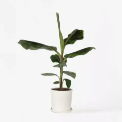 Plant in a Box Bananenplant - Musa 'Dwarf Cavendish' - Hoogte 90-100cm - ⌀21cm Hot