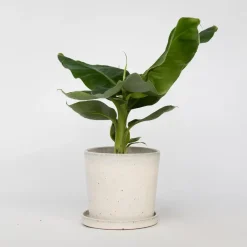Plant in a Box Bananenplant - Musa 'Oriental Dwarf' - Hoogte 25-40cm - ⌀12cm