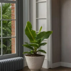 Plant in a Box Bananenplant - Musa 'Oriental Dwarf' - Hoogte 25-40cm - ⌀12cm