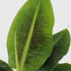 Plant in a Box Bananenplant - Musa 'Oriental Dwarf' - Hoogte 25-40cm - ⌀12cm