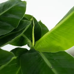 Plant in a Box Bananenplant - Musa 'Oriental Dwarf' - Hoogte 25-40cm - ⌀12cm