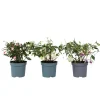 Plant in a Box Bellenplant - Set van 3 - Fuchsia magellanica - Hoogte 10-20cm - ⌀9cm Outlet