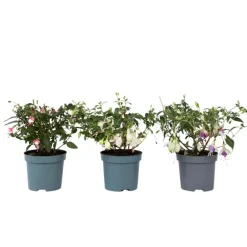 Plant in a Box Bellenplant - Set van 3 - Fuchsia magellanica - Hoogte 10-20cm - ⌀9cm Outlet