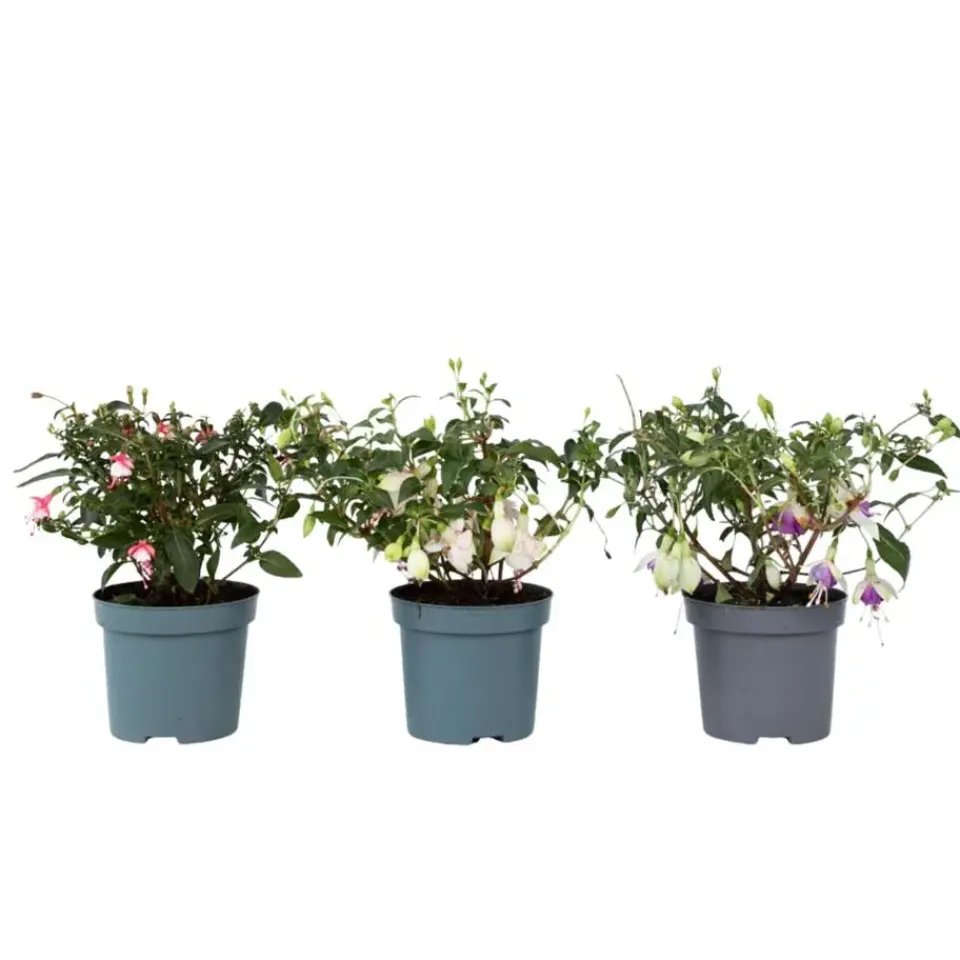Plant in a Box Bellenplant - Set van 3 - Fuchsia magellanica - Hoogte 10-20cm - ⌀9cm Outlet