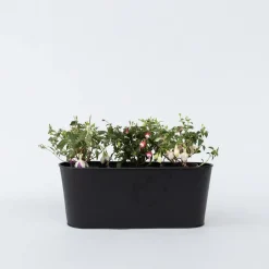 Plant in a Box Bellenplant - Set van 3 - Fuchsia magellanica - Hoogte 10-20cm - ⌀9cm Outlet
