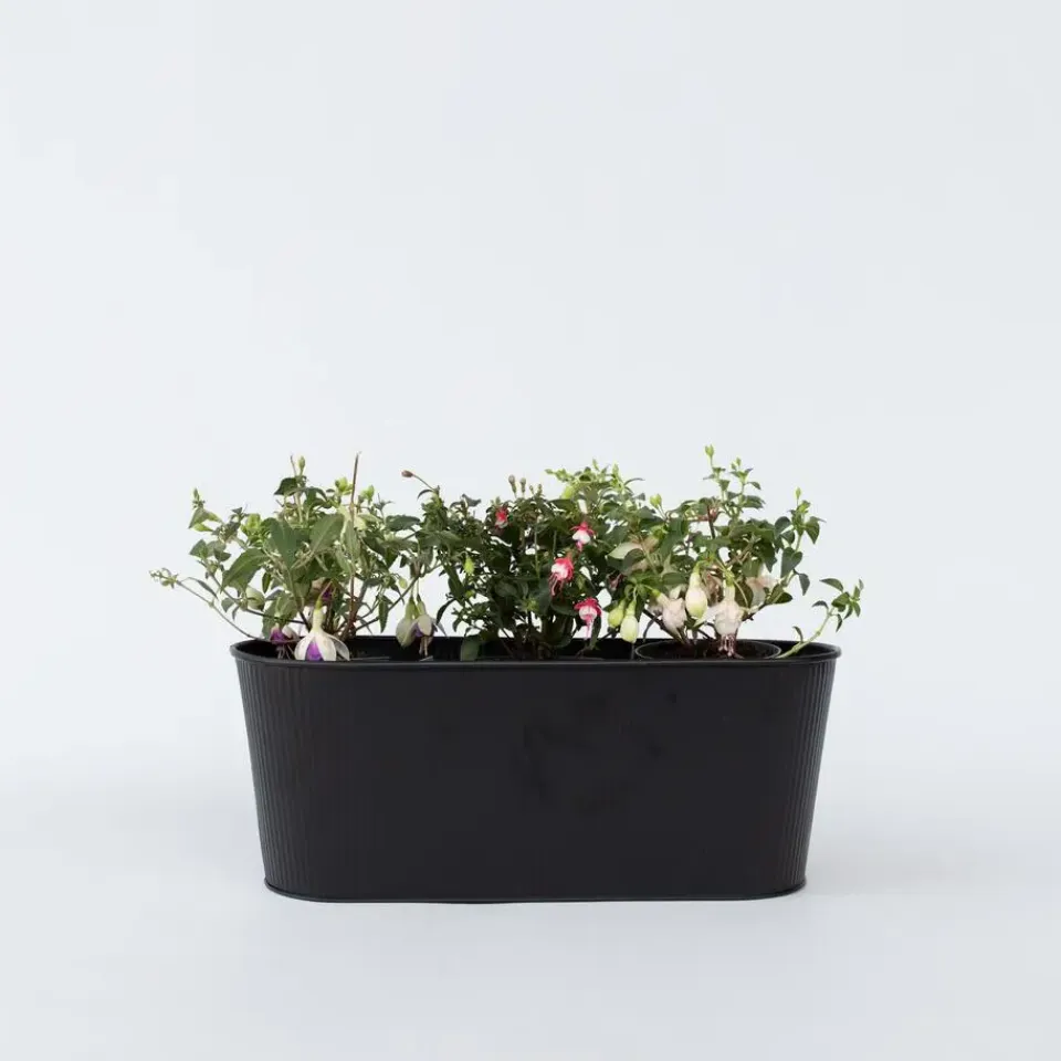 Plant in a Box Bellenplant - Set van 3 - Fuchsia magellanica - Hoogte 10-20cm - ⌀9cm Outlet