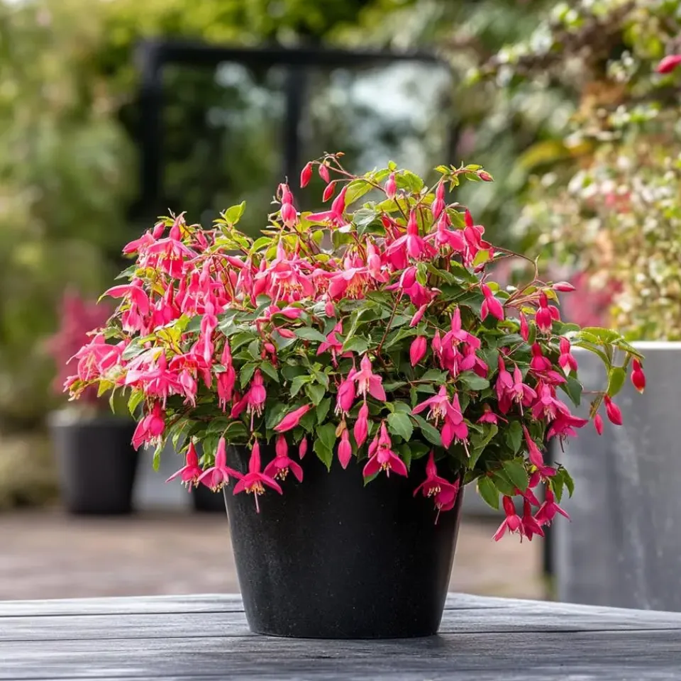 Plant in a Box Bellenplant - Set van 3 - Fuchsia magellanica - Hoogte 10-20cm - ⌀9cm Outlet