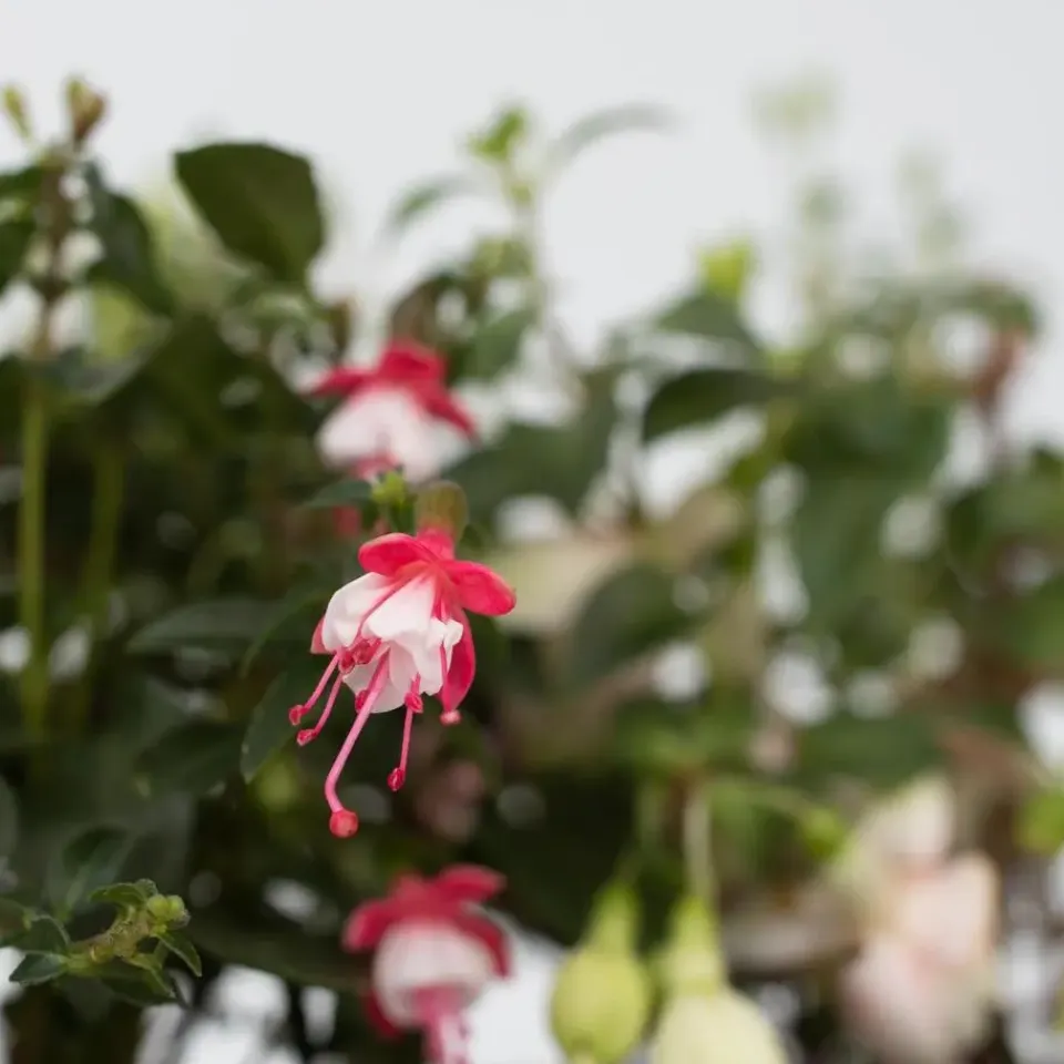 Plant in a Box Bellenplant - Set van 3 - Fuchsia magellanica - Hoogte 10-20cm - ⌀9cm Outlet