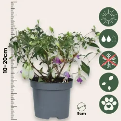 Plant in a Box Bellenplant - Set van 3 - Fuchsia magellanica - Hoogte 10-20cm - ⌀9cm Outlet