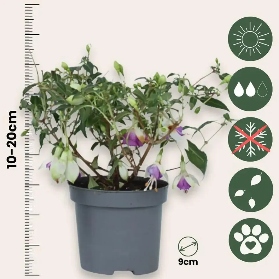 Plant in a Box Bellenplant - Set van 3 - Fuchsia magellanica - Hoogte 10-20cm - ⌀9cm Outlet