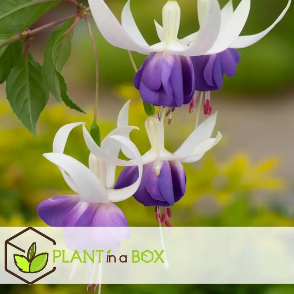 Plant in a Box Bellenplant - Set van 3 - Fuchsia magellanica - Hoogte 10-20cm - ⌀9cm Outlet